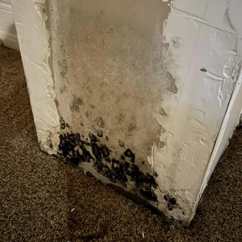 Professional Mold Removal in Knoxville, TN